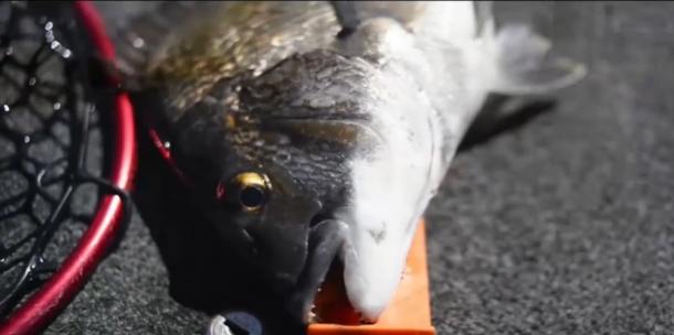 The T-Curve Revolution Bluewater Travel LT Spin 703 matched up with a Saragosa SW 5000 spinning reel proved the ideal set up for casting lures to medium-sized pelagics such as this Kimberley queenfish.